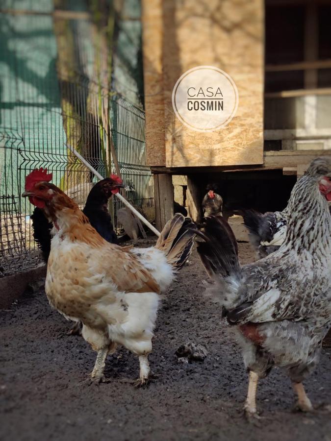 Casa Cosmin Cincu Hotel Bagian luar foto